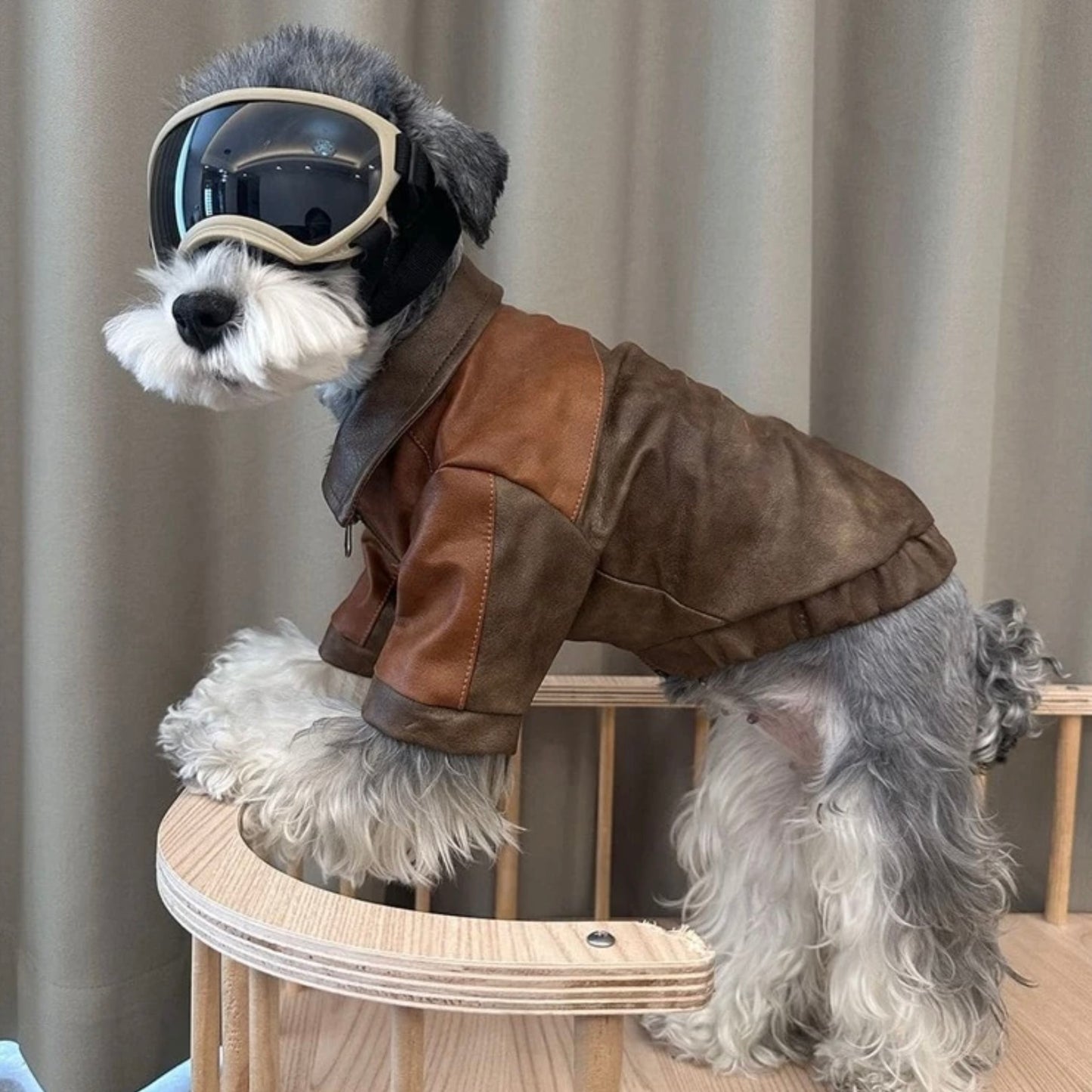 Schnauzer dog wearing aviator goggles and a brown faux leather pilot jacket, standing on a wooden bench.