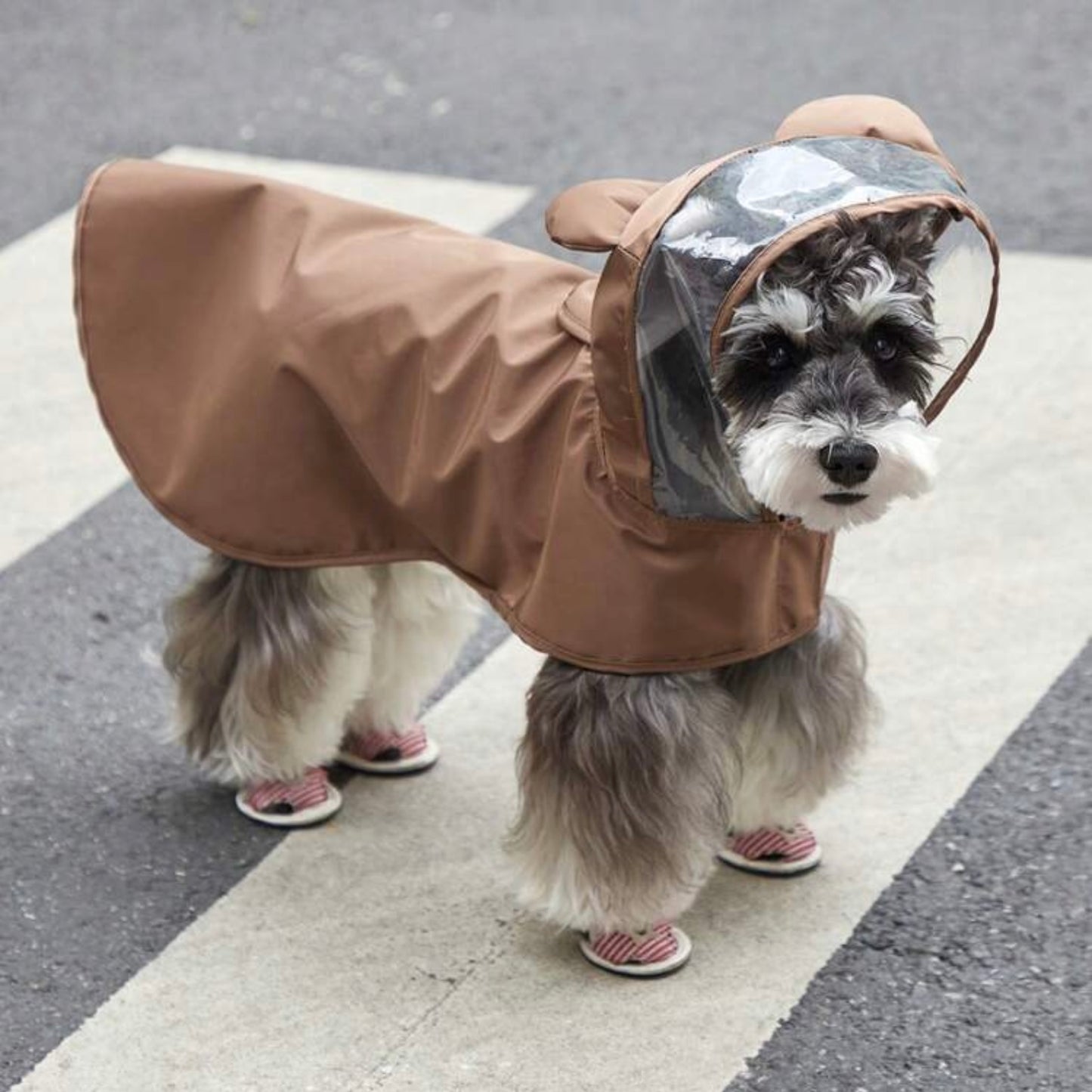 Dog in a brown bear-themed raincoat with a clear visor, standing on a crosswalk facing the camera.
