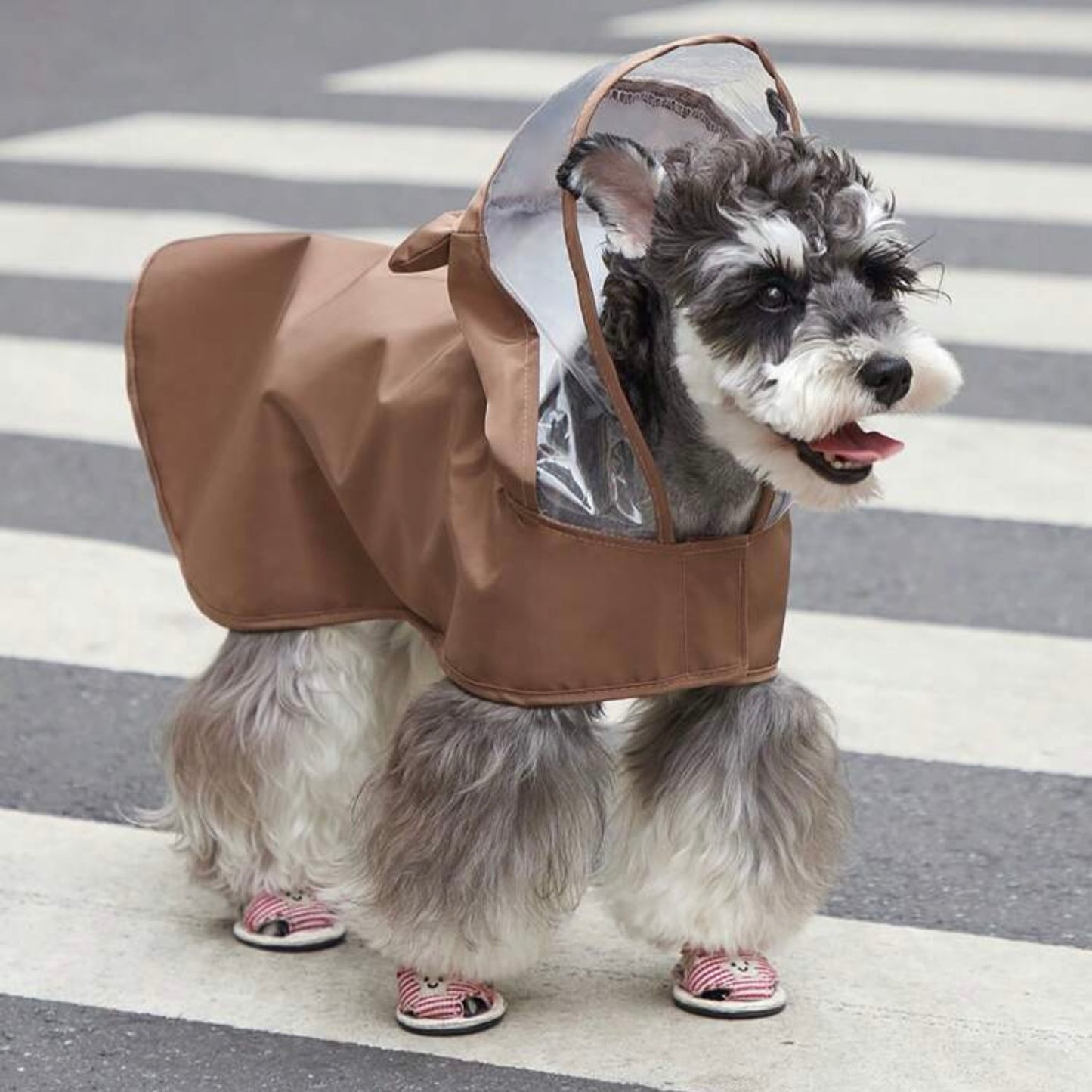 Dog wearing a brown bear raincoat with a clear visor, standing on a crosswalk with mouth open.