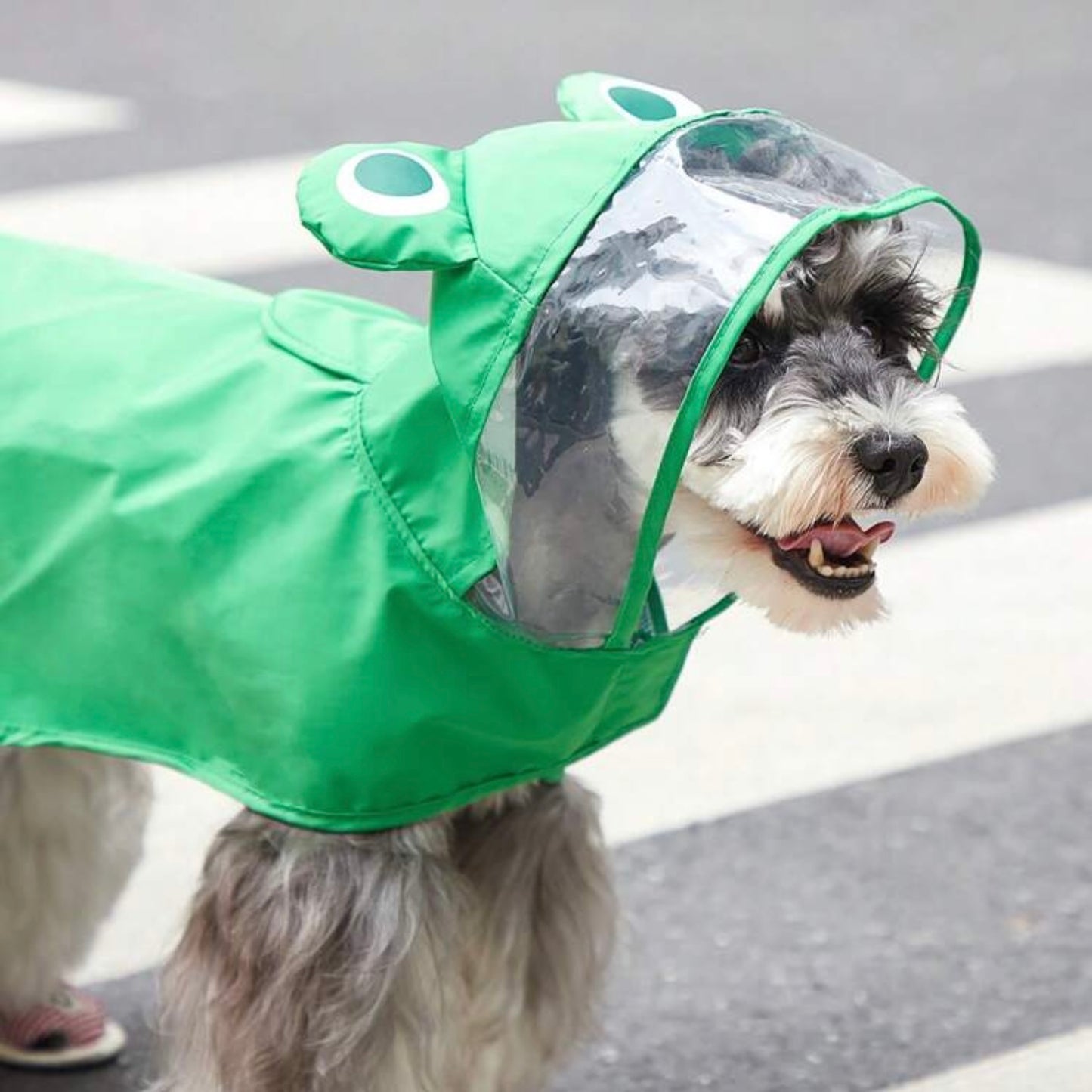 Close-up of a dog in a green frog raincoat with a clear visor hood, showing the dog's face and the raincoat's frog eye details.