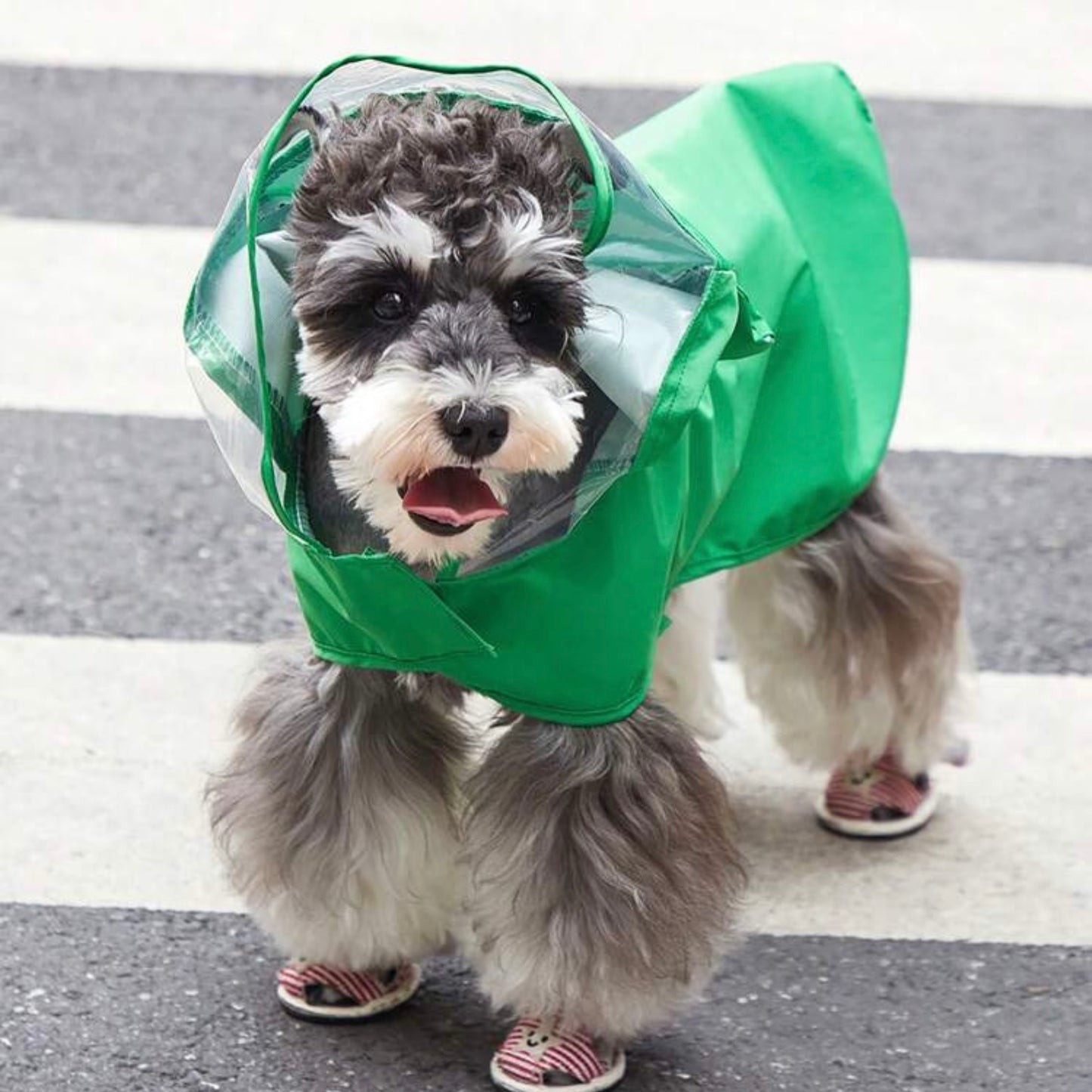 Dog facing forward in a green frog raincoat with a clear visor, standing on a street with striped dog shoes visible.