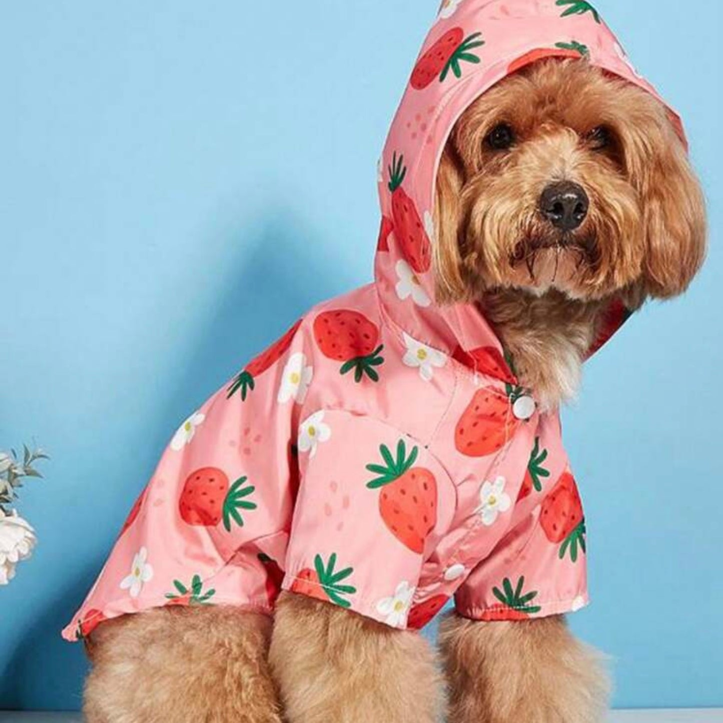 Small fluffy dog wearing a pink raincoat with a strawberry and flower print, hood up, sitting against a blue background.