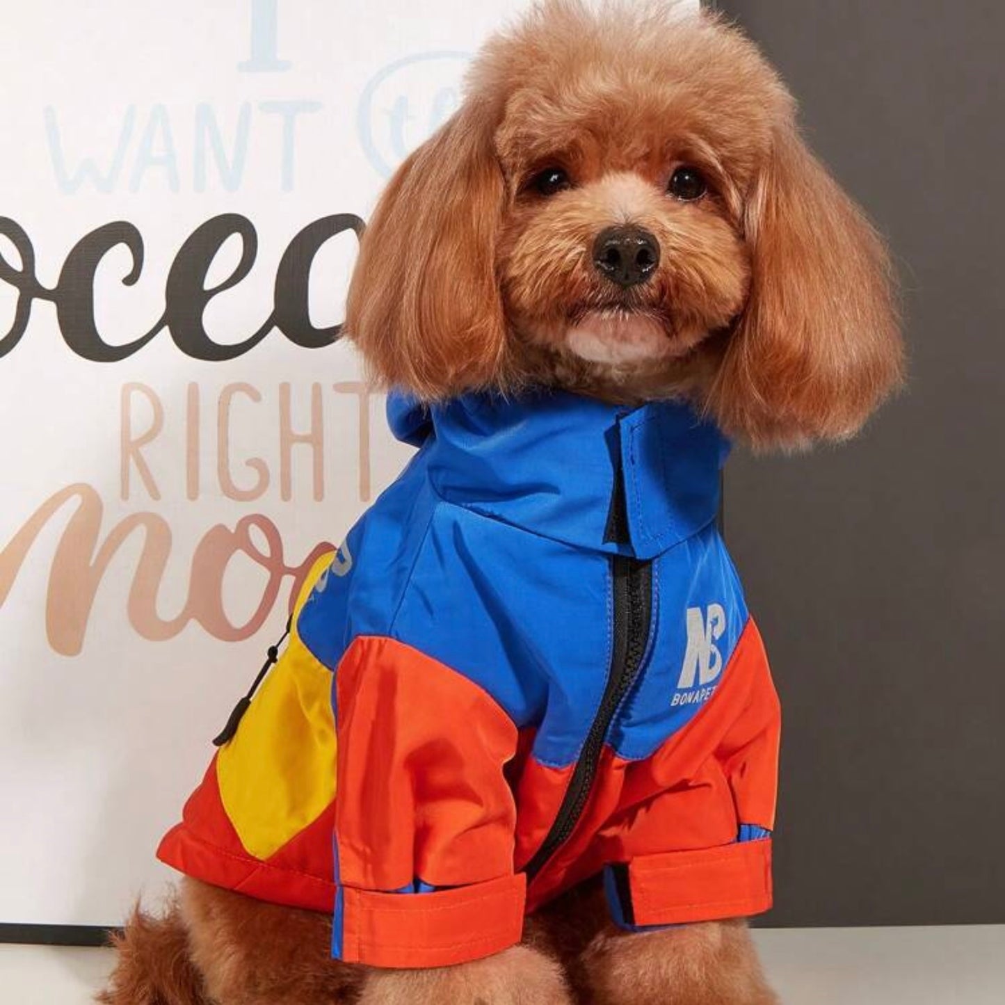 Dog wearing a colorful jacket with blue, yellow, and red panels, shown from the front.