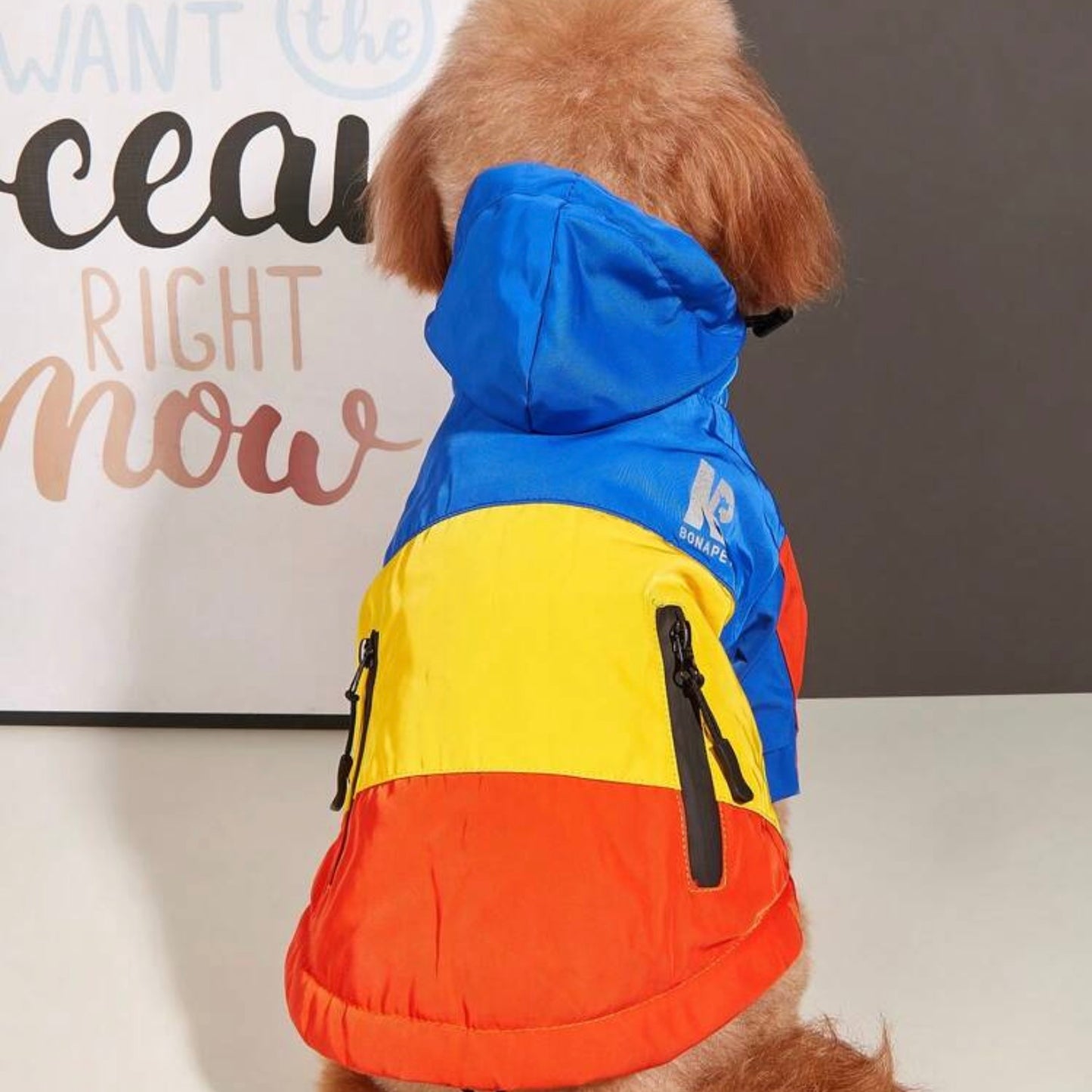 Dog wearing a jacket with blue hood and colorblock design, shown from the back.
