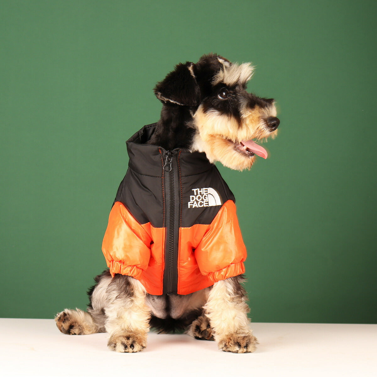 Schnauzer dog wearing an orange and black puffer jacket with "The Dog Face" logo, sitting and facing forward against a green background.