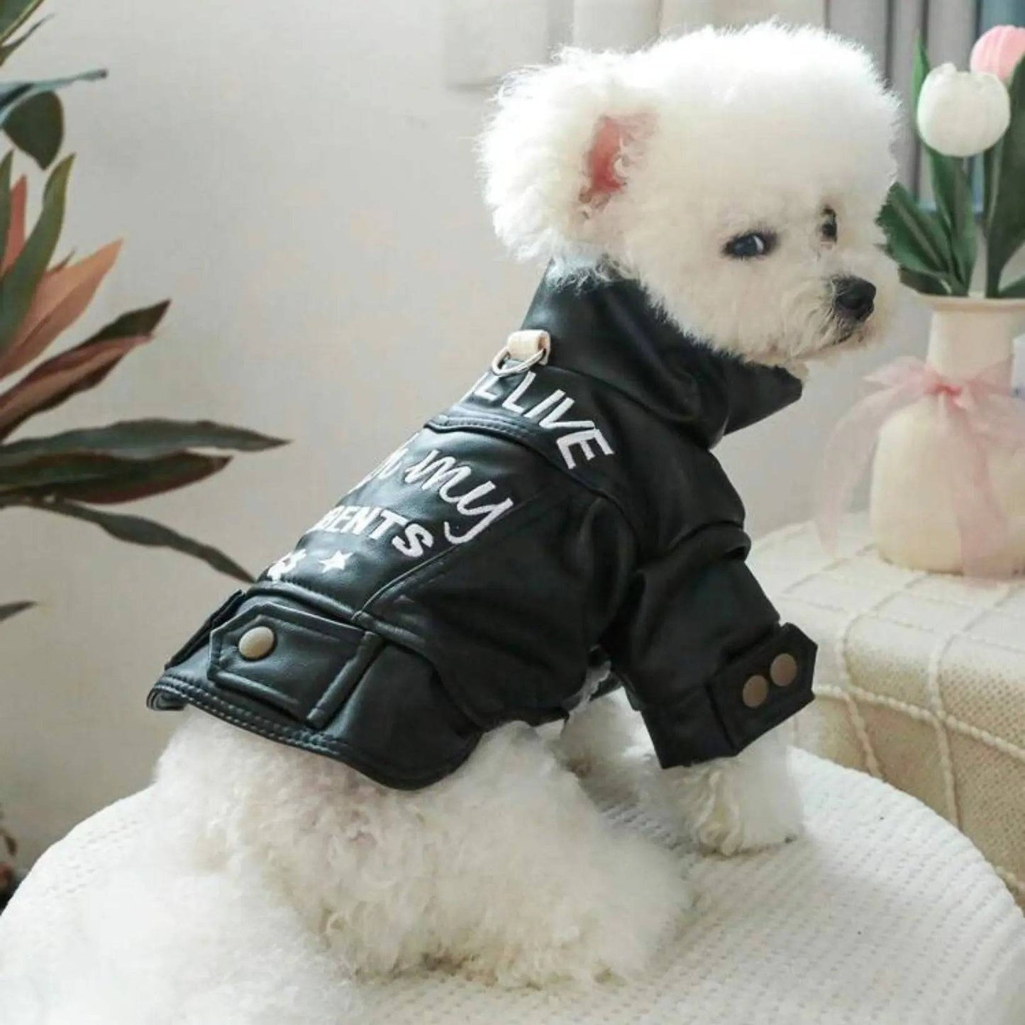 Small white fluffy dog wearing a black faux leather biker jacket with the text 'STILL LIVE with my PARENTS' on the back, sitting on a white stool and looking over its shoulder.