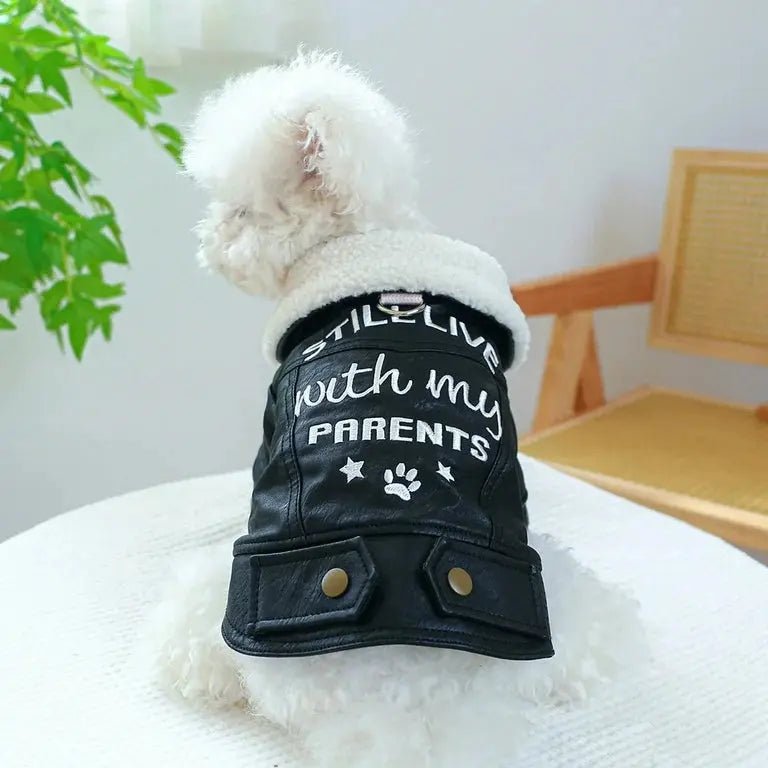 Back view of a small white fluffy dog in a black faux leather biker jacket with white text that reads 'STILL LIVE with my PARENTS,' sitting on a white stool.