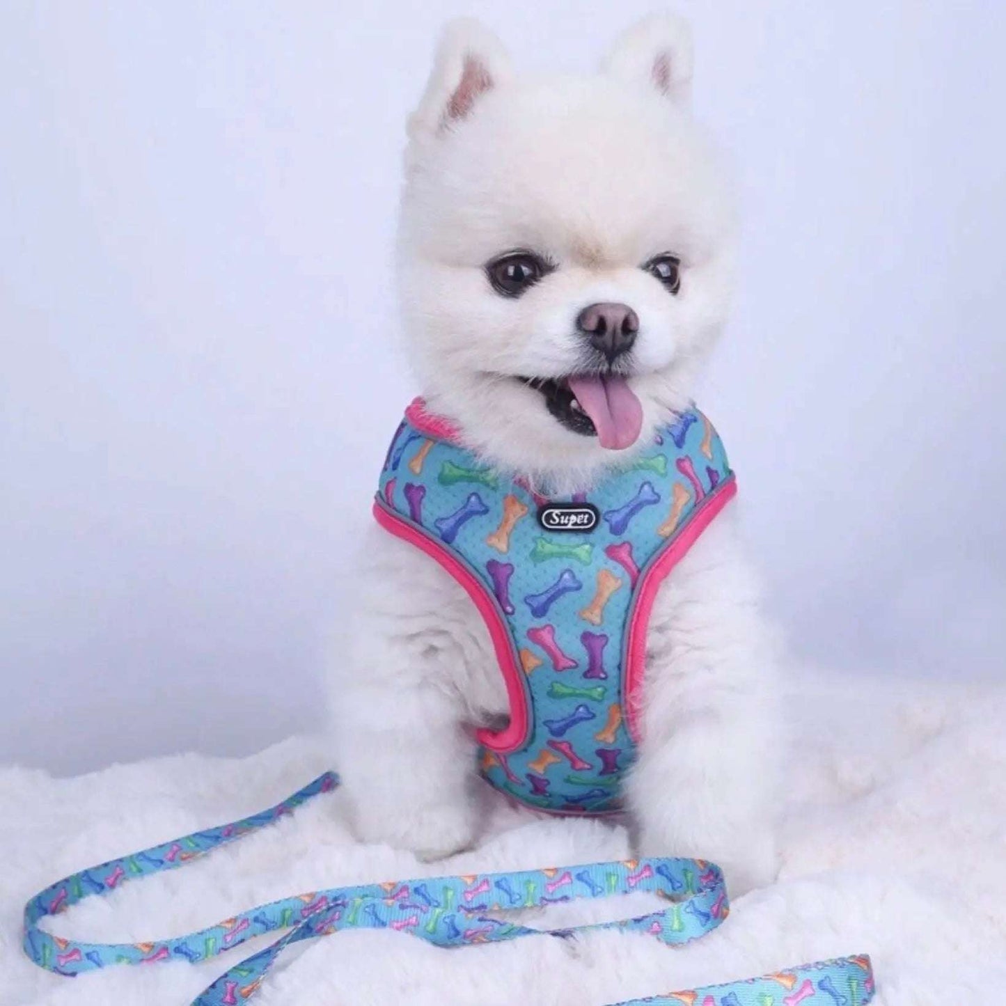 Fluffy white dog wearing a colorful harness with bone patterns and matching leash, sitting on a soft white surface with its tongue out.