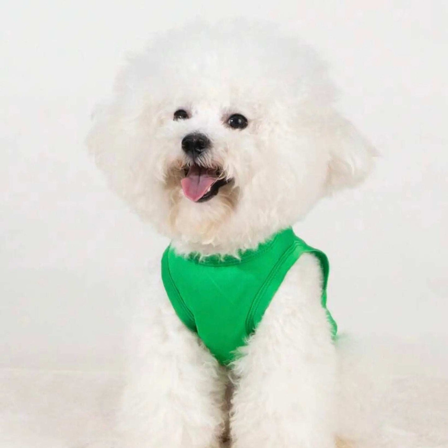 Fluffy white dog wearing a plain green tank top, sitting and facing forward with tongue out.