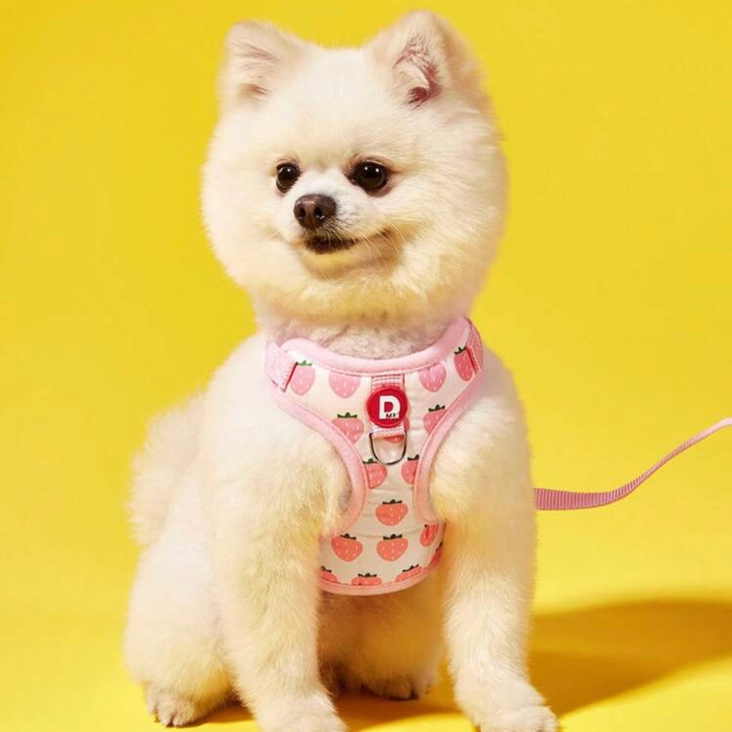 Fluffy white dog wearing a pink harness with a strawberry decoration, sitting and looking to the left against a yellow background.