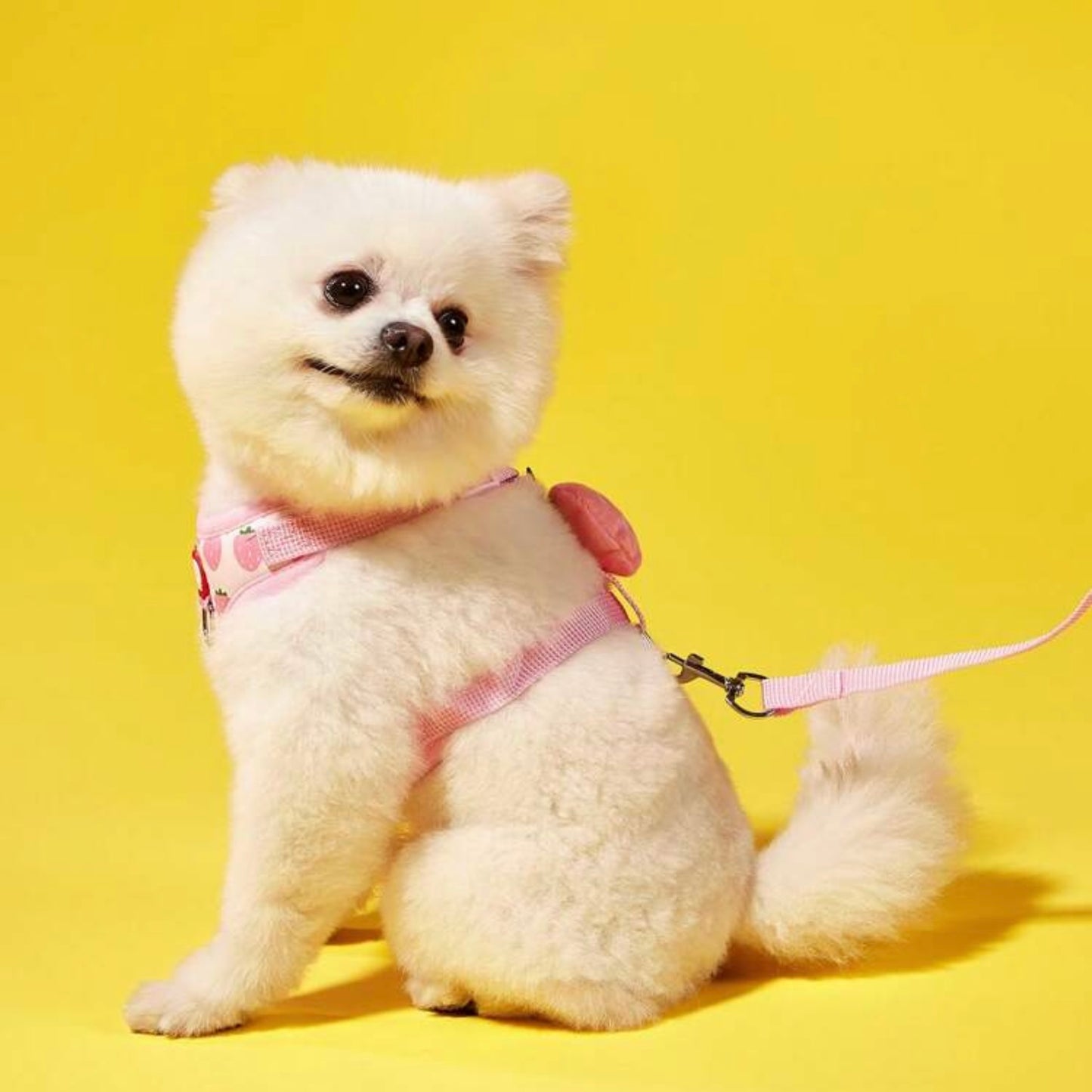 Fluffy white dog in a pink harness with a strawberry decoration, sitting and looking back over its shoulder with a yellow background.