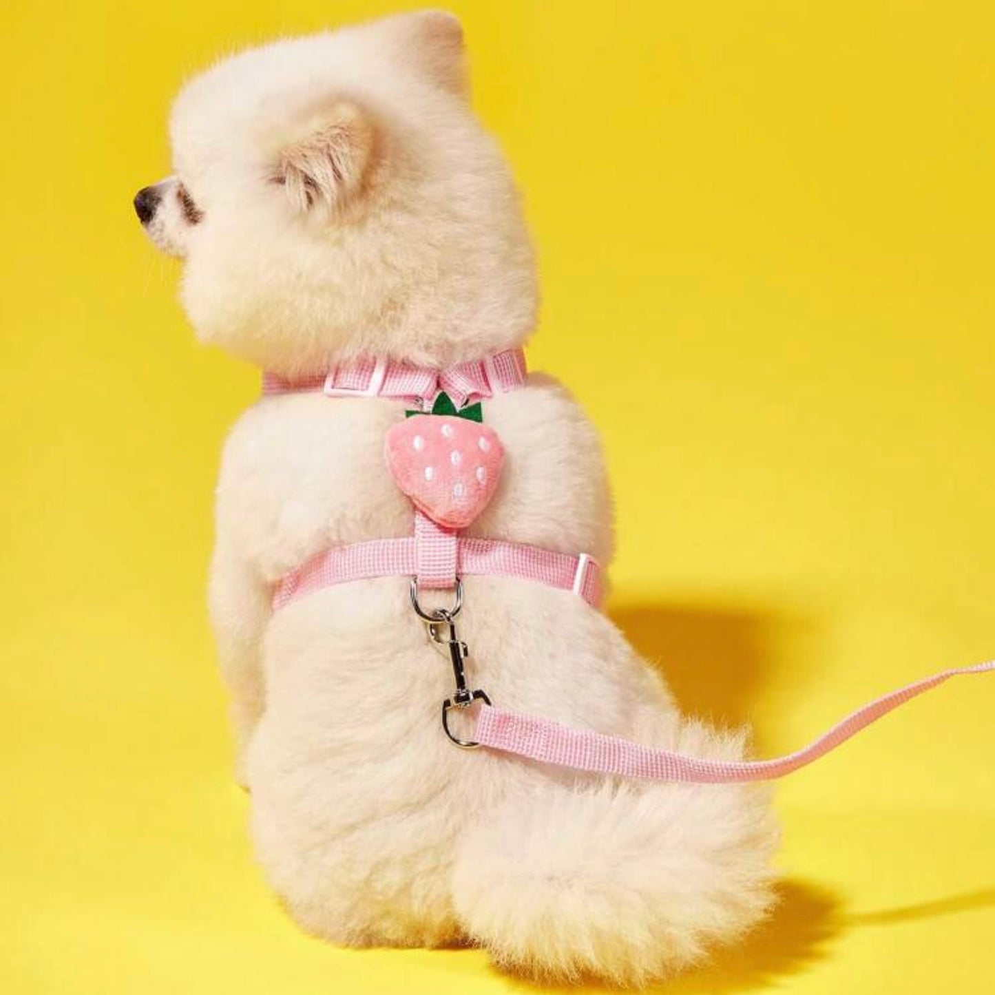 Fluffy white dog facing forward, wearing a pink harness with a strawberry pattern, sitting against a yellow background.