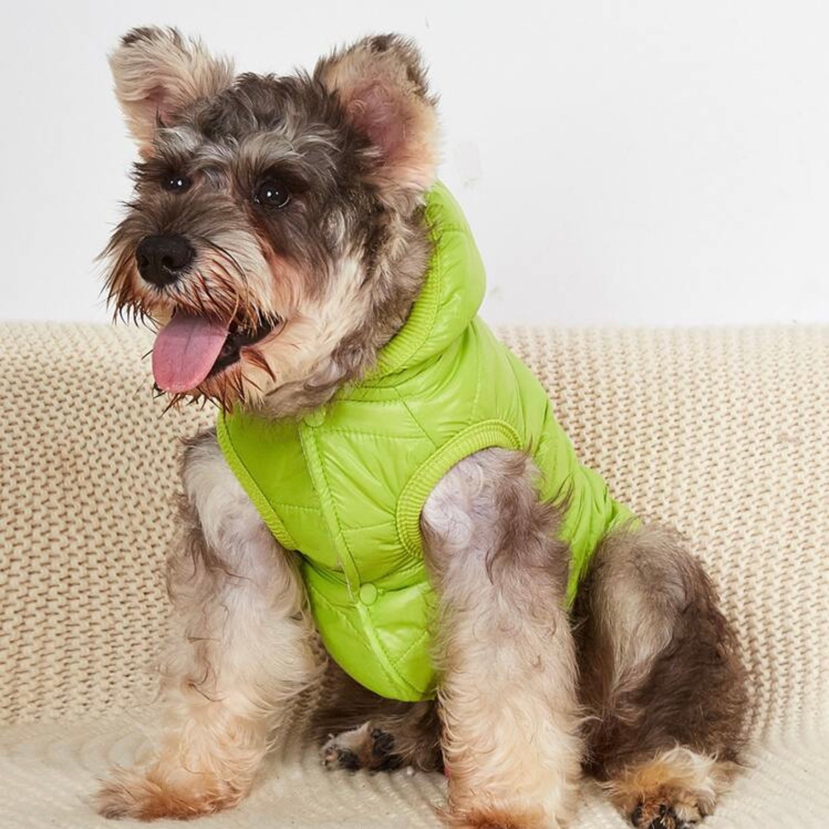 A small dog wearing a bright green puffer jacket with a hood, sitting on a light-colored textured surface with its tongue out.