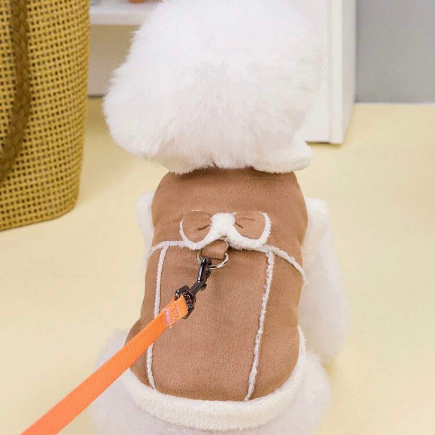 Small white dog wearing a brown dog jacket with a leash attached to the built-in D-ring.