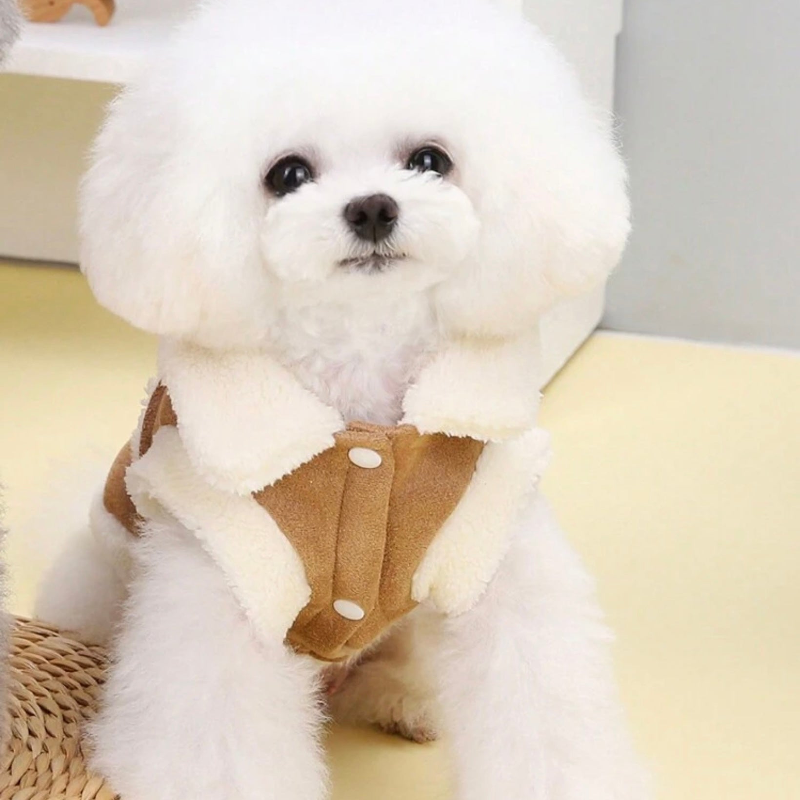 Small white dog sitting and wearing a brown dog jacket with white faux shearling lining and snap buttons.