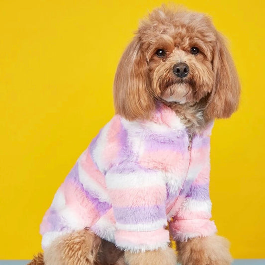 Brown dog wearing a pastel striped fluffy dog jacket, sitting in front of a bright yellow background.