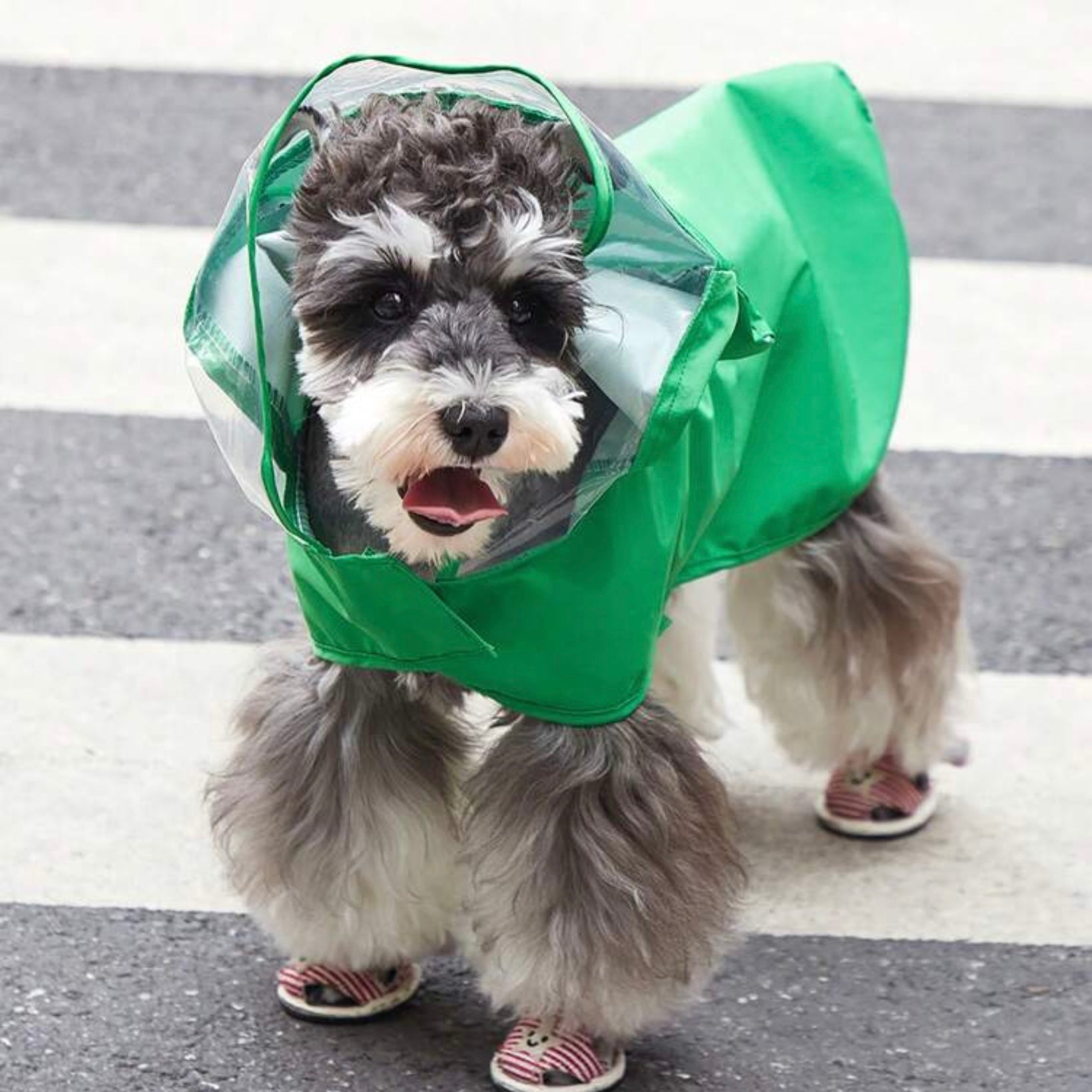 Dog facing forward in a green frog raincoat with a clear visor, standing on a street with striped dog shoes visible.