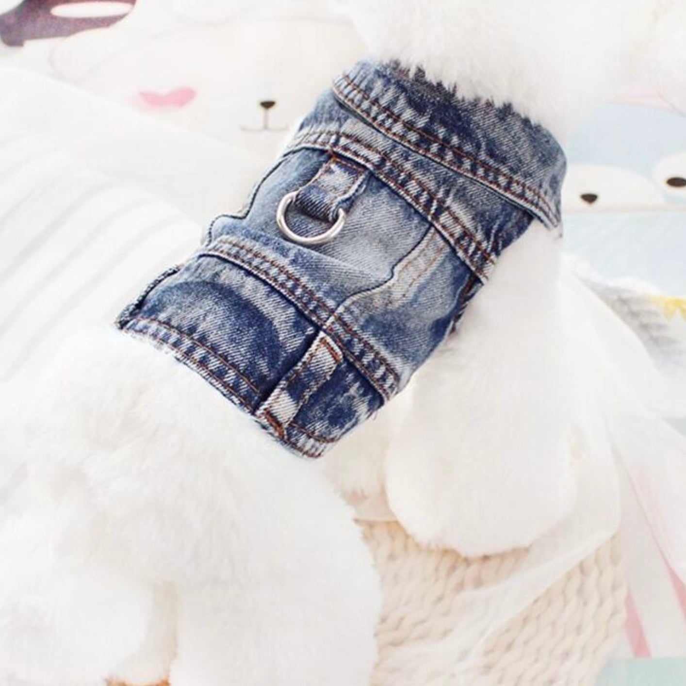 Small white dog wearing a blue denim jacket with a metal D-ring on the back.