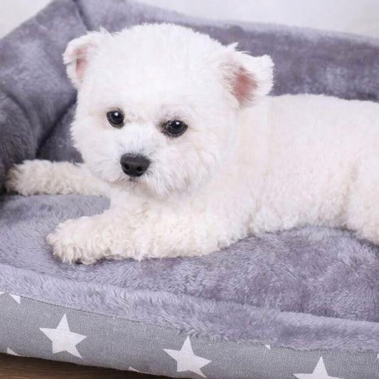 Close-up of a small white dog resting on a grey star-patterned plush dog bed.