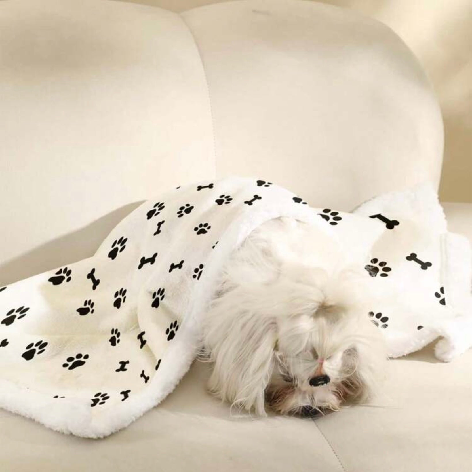 Small white dog resting with its head down on a beige sofa, snuggled under a white blanket decorated with black paw prints and bones.