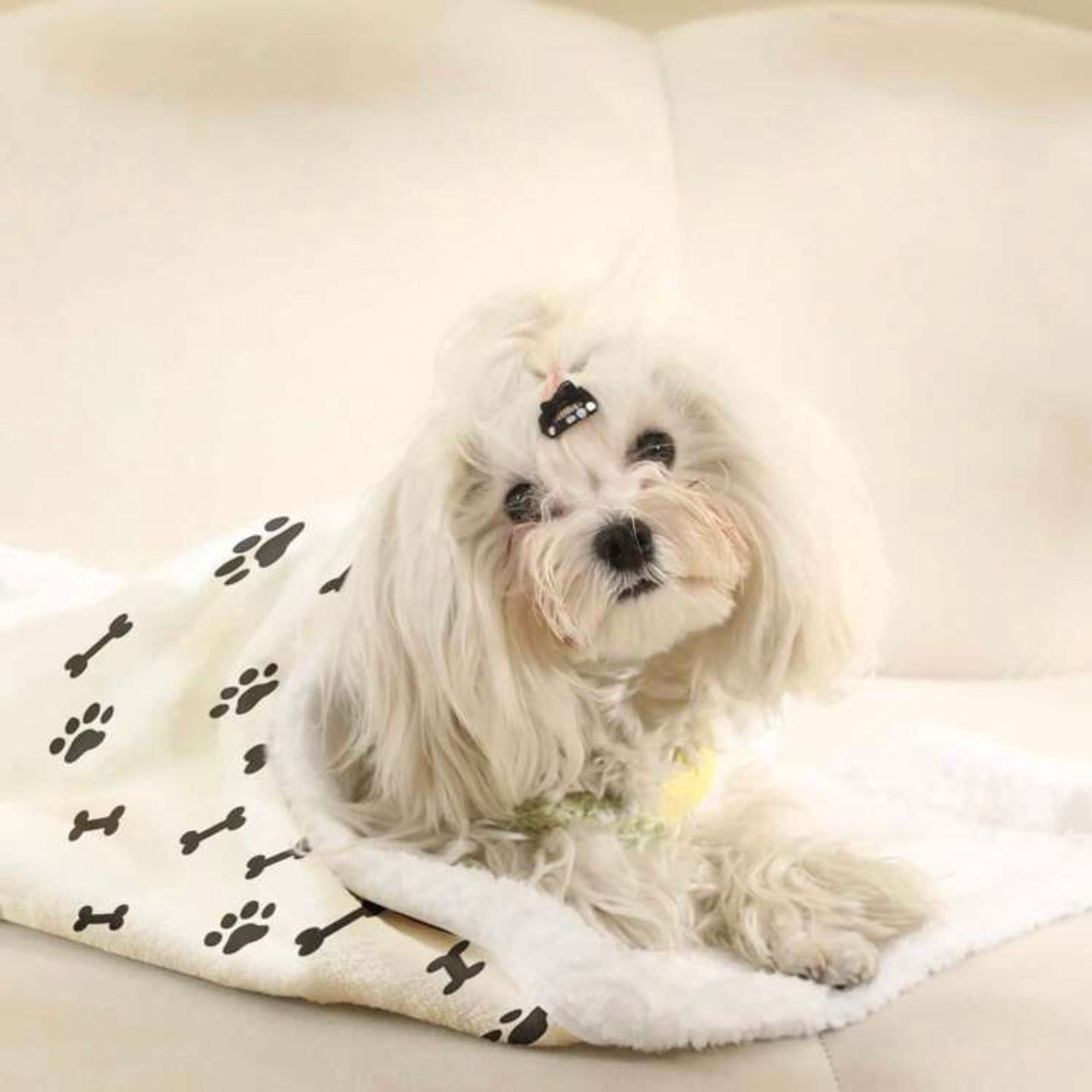 Small white dog sitting upright on a beige sofa, draped in a white blanket with black paw prints and bone patterns.