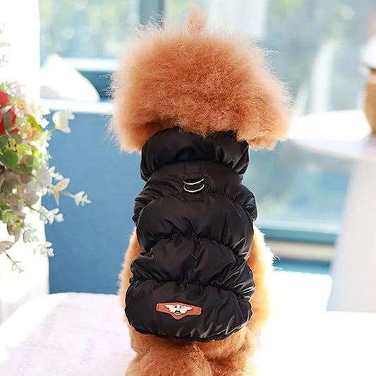 Brown poodle wearing a black dog puffer jacket with a metal d ring and badge, sitting on a white surface indoors.