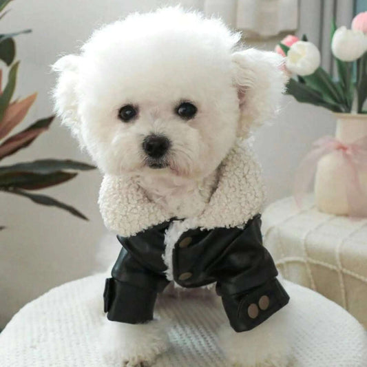 Front view of a small white fluffy dog wearing a black faux leather biker jacket with a white sherpa collar, sitting on a white stool and looking at the camera.